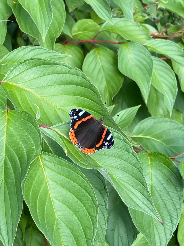 Biodiversität